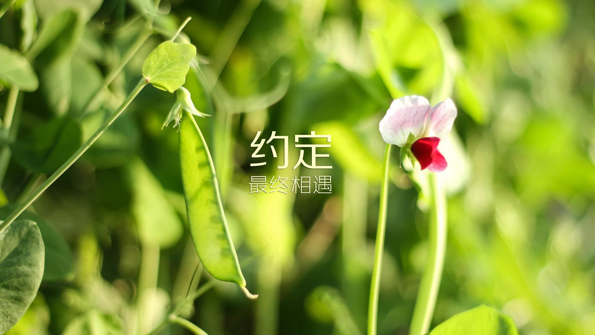 恩比德40分无解攻坚+制胜封盖,骑士队三战横扫北京队剑指总冠军