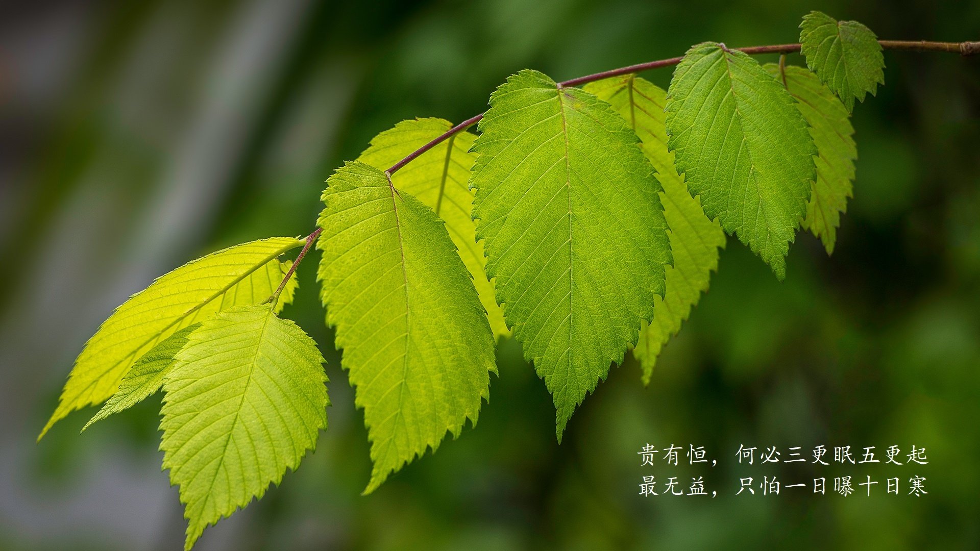 不可驯服的美丽，当棋手与诗人同时征服绿茵
