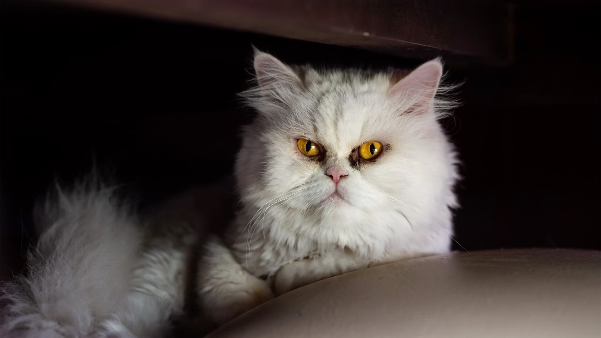 拉文加时一锤定音,猛龙破辽宁铁壁迎硬仗胜利