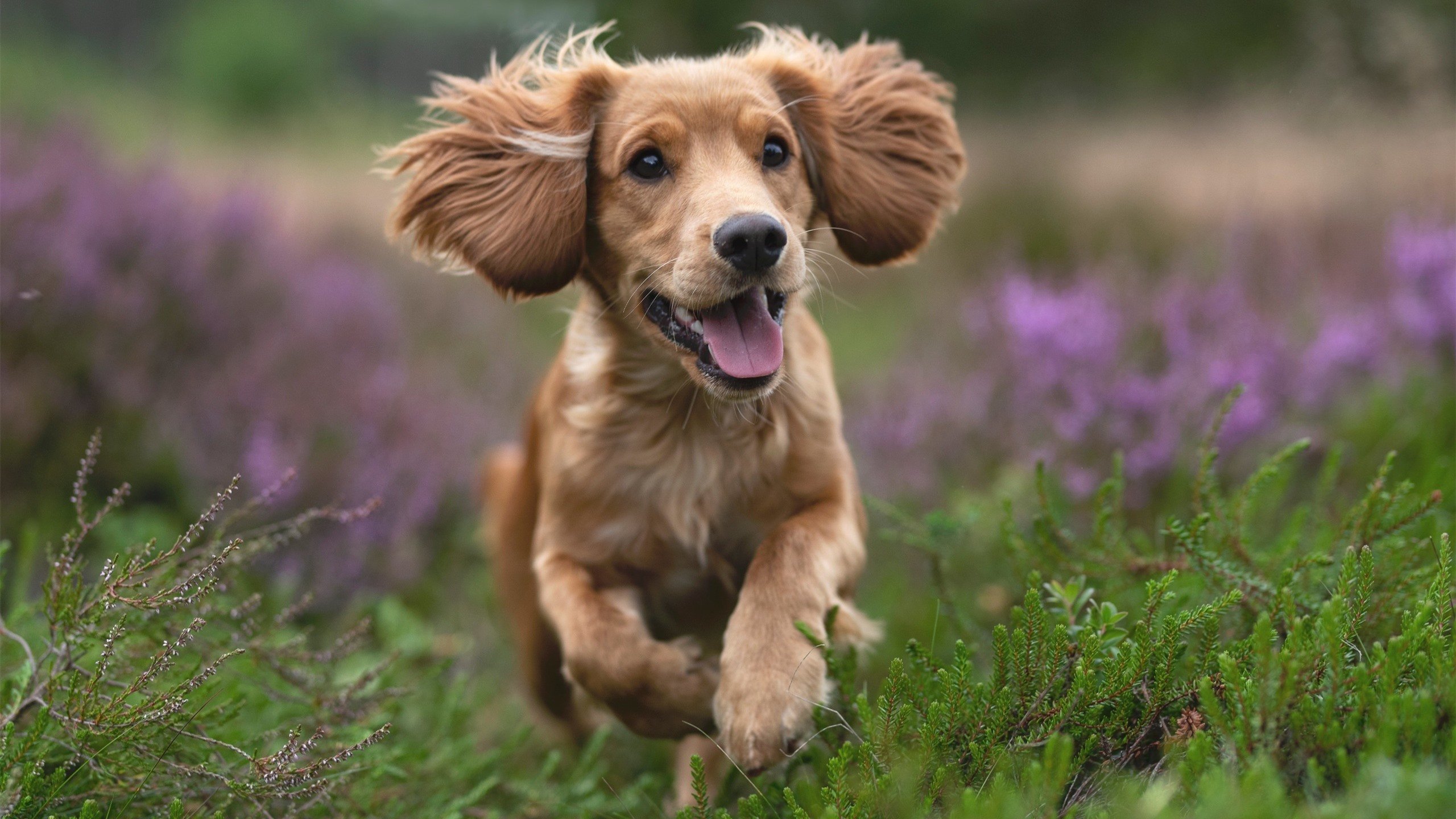 伦敦的钟声,当终场哨成为英格兰重生的第一缕呼吸