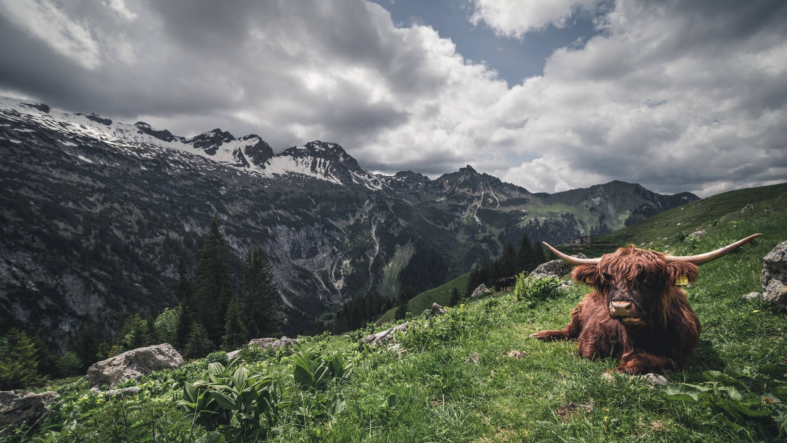 双线狂飙,当F1轮胎烟雾邂逅球场汗水—一个属于体育的魔幻周末