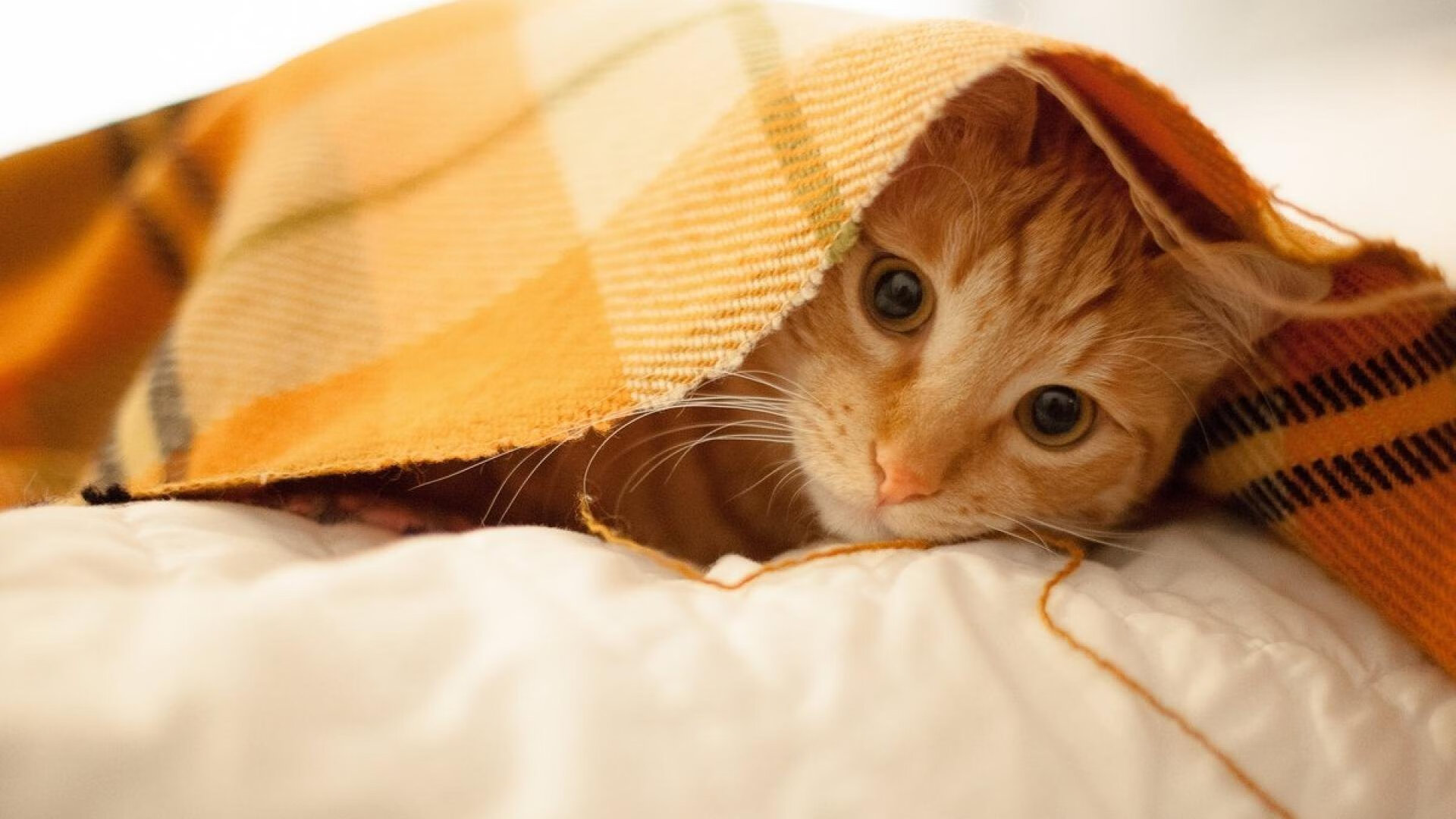 决战时刻，卡瓦哈尔一手导演希腊神话破灭记