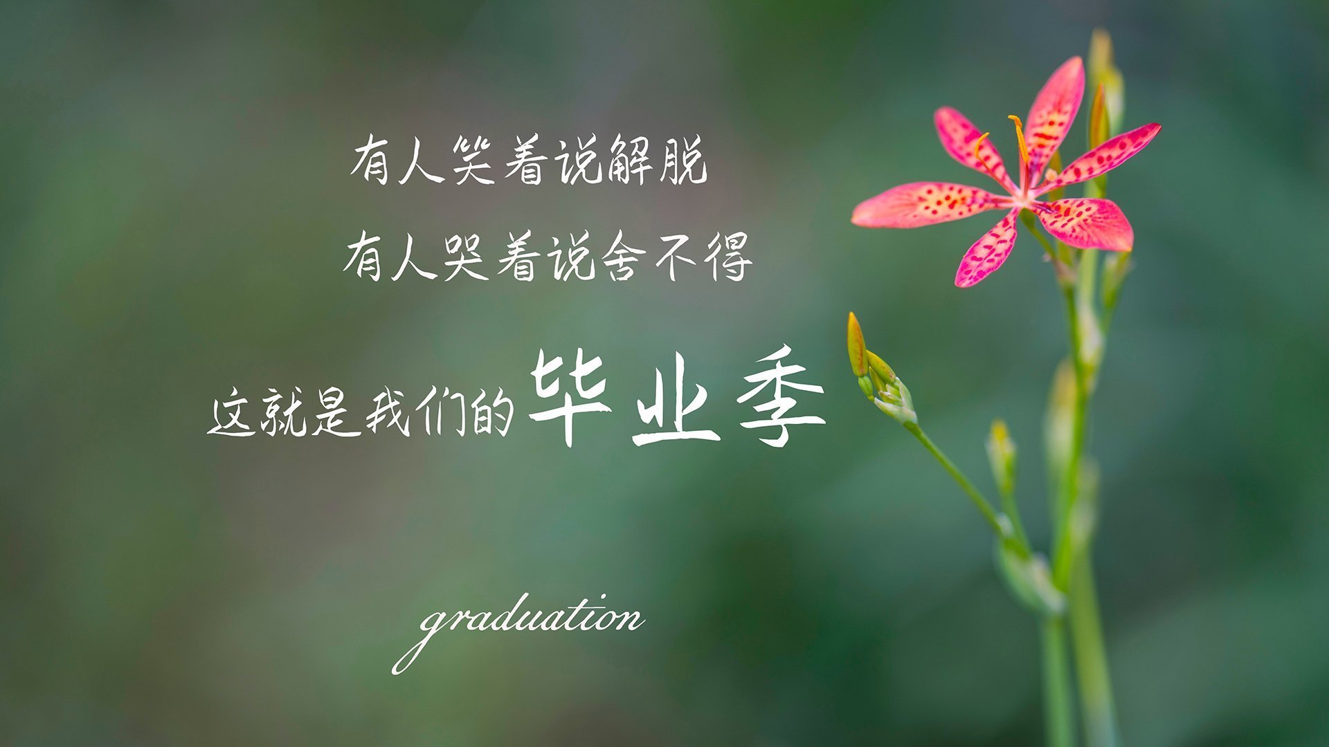 冰岛战吼响彻世界杯,托纳利新王登基,维京战旗力压瑞士军刀